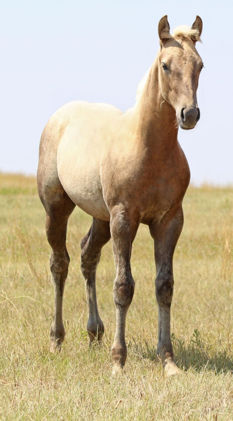 045 - Mi Top Hunt filly
